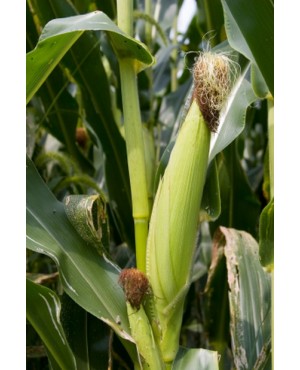Zea mays